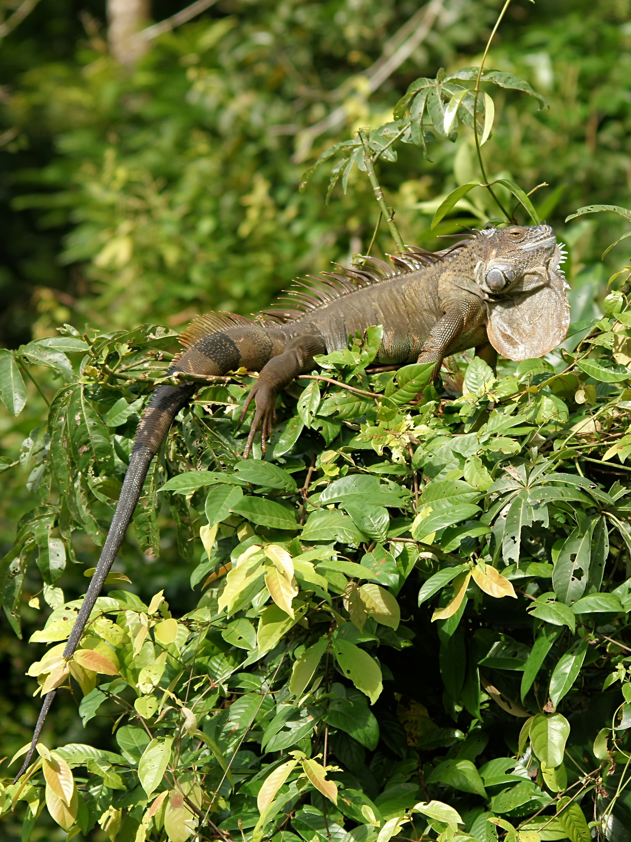 Iguane vert